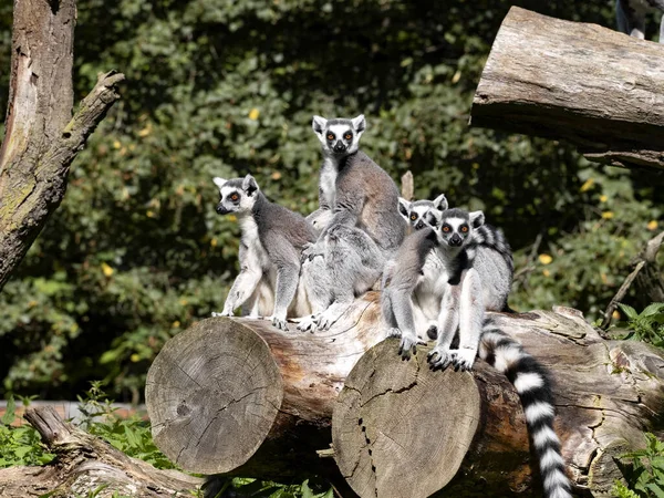 Сім Лемурів Перснем Lemur Catta Сидить Багажнику Гріється Ранковому Сонці — стокове фото