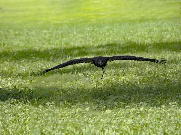 Joven Águila Calva Sin Color Haliaeetus Leucocephalus Vuela Durante Entrenamiento — Foto de Stock