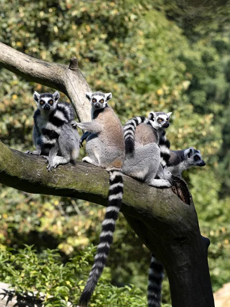 A family of Ring-tailed Lemurs, Lemur catta, sits on a trunk basking in the early morning sun.