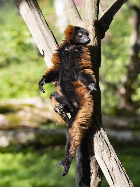 Czerwony Lemur Varecia Rubra Siedzi Kłębie Pławiącym Się Porannym Słońcu — Zdjęcie stockowe