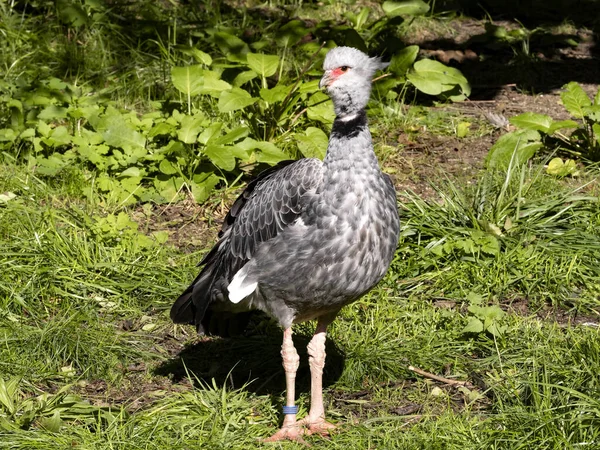 Southern Screameri Chauna Cristata Στέκεται Στο Γρασίδι Και Παρακολουθεί Περιβάλλον — Φωτογραφία Αρχείου