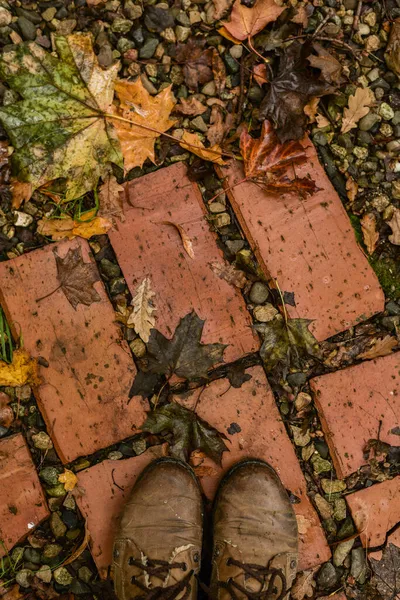 Fundo de outono. Folhas molhadas de outono. Tom marrom — Fotografia de Stock