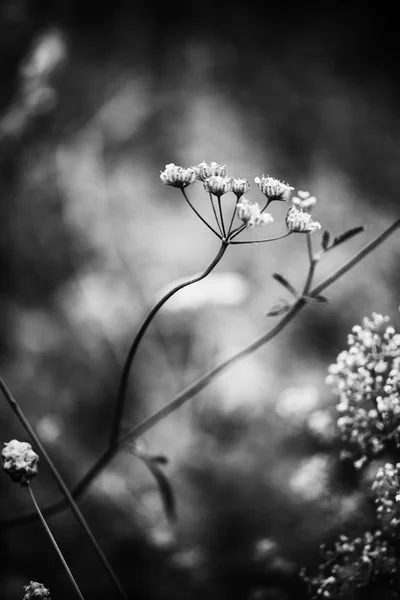 Abstract black and white flower