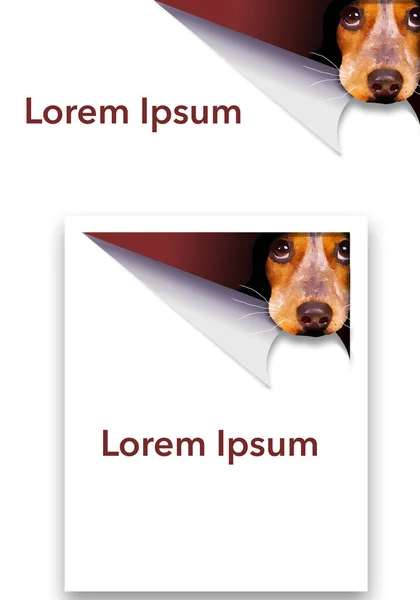 Söt Beagle Valp Hund Kikar Genom Öppning Sidan Denna Illustration — Stockfoto