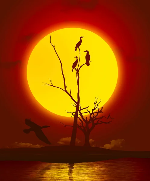 Kormoráni Při Západu Slunce Hnízdí Holém Stromě Jako Další Kormorán — Stock fotografie