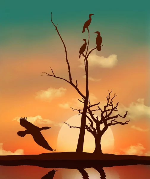 Les Cormorans Sont Vus Reposer Dans Arbre Coucher Soleil Comme — Photo