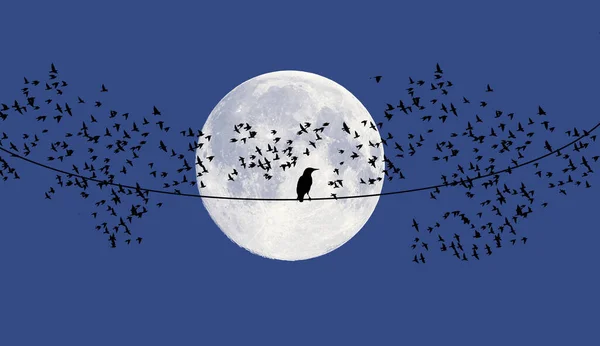 A brid, a starling, rests on a wire in front of a full moon as a flock of starlings flies by looking for a place to spend the night in this 3-d illustration.