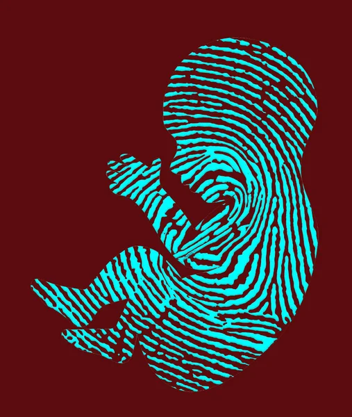 Human Fetus Shown Fingerprint Illustration Determining Human Becomes Real Person —  Fotos de Stock