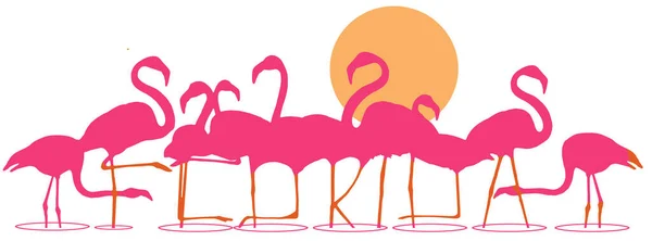 Флорида Написана Ногах Стаи Фламинго Стоящих Мелководье Закате Этой Иллюстрации — стоковое фото