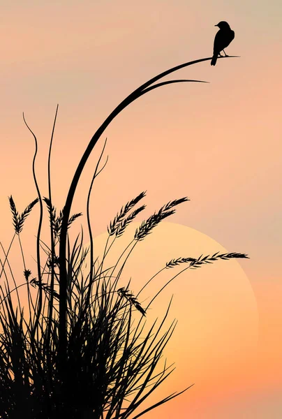 Mirlo Alado Rojo Delante Sol Poniente Una Ilustración — Foto de Stock