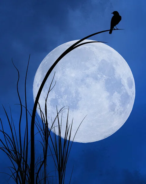 Vörös Szárnyú Feketerigó Látható Hold Háttérben Egy Illusztráció — Stock Fotó