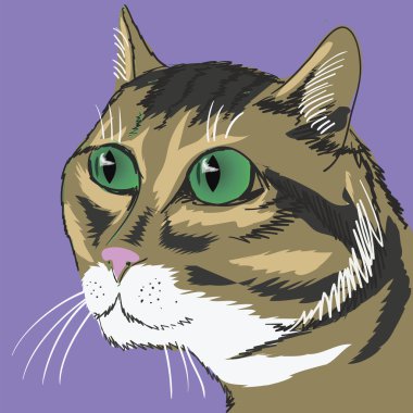 Şirin kedi.