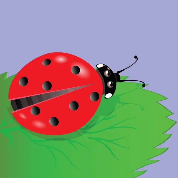 Ladybird — Stock Vector