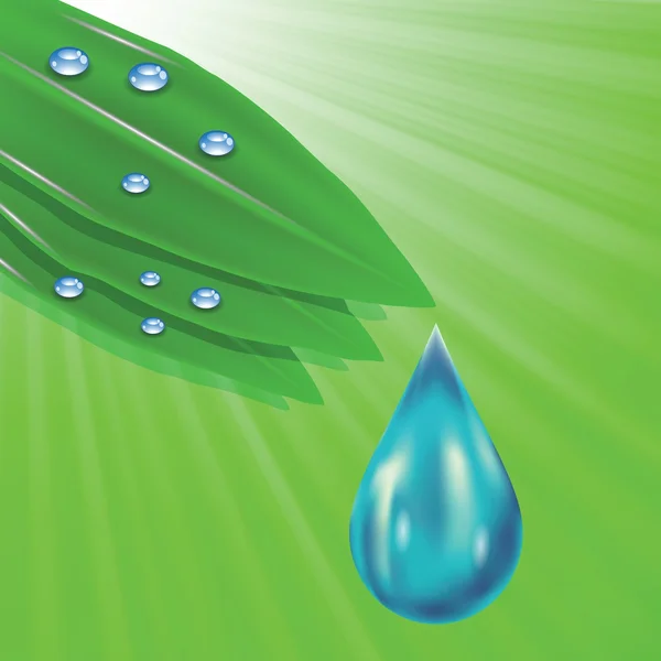 Zelené listy a kapky vody — Stockový vektor