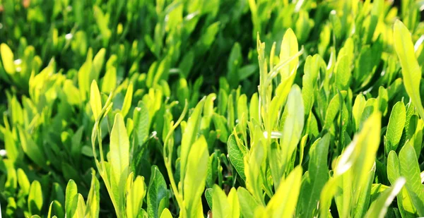 Green grass — Stock Photo, Image