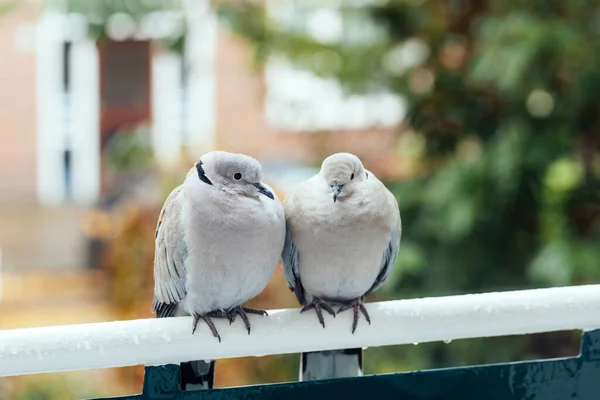 Parmaklıkların üzerinde oturan bej renkli Avrasya yakalı güvercin.. — Stok fotoğraf