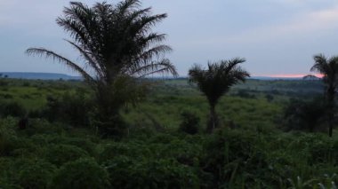 palmiye ağaçları ve gün batımında Afrika mısır tarlası