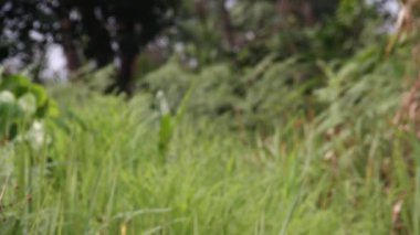 Afrika Orman ağaçları