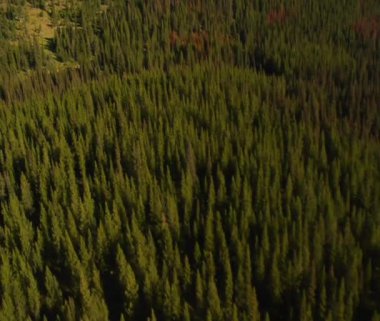 Hava atışı, orman ve dağlar ile ölü ağaçlar