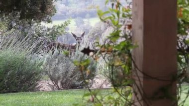 Sevgili çalıların arasında house yakınındaki yiyor.