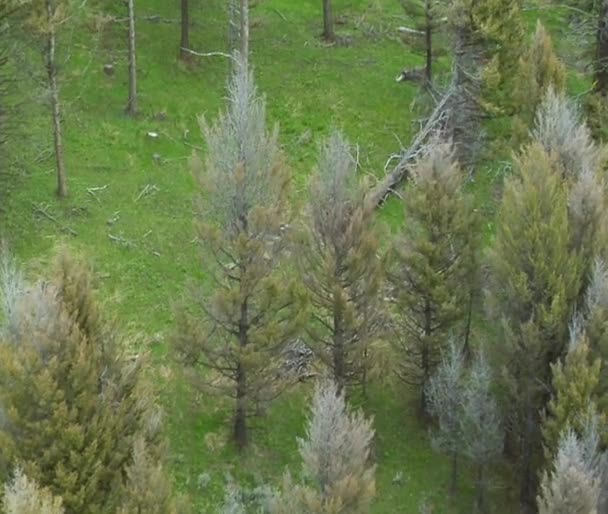 Волк в лесу рядом с Райской долиной Монтана, воздушный выстрел — стоковое видео