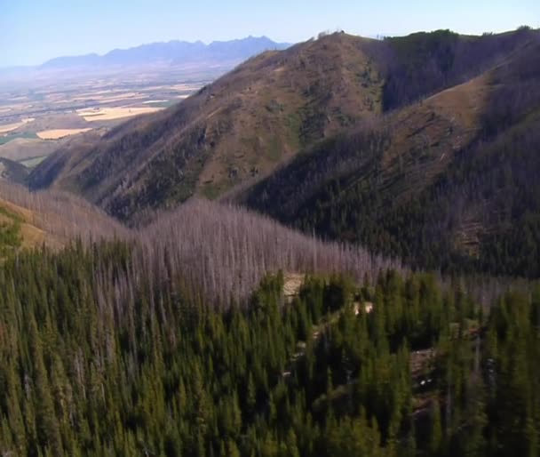 Colpo aereo di foresta e montagne con alberi morti — Video Stock