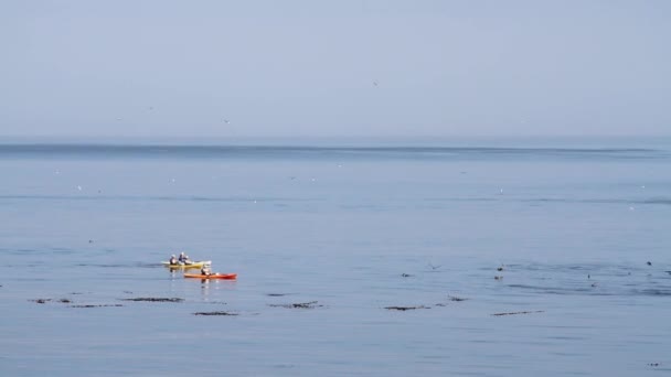 Kajakarzy na monterey bay — Wideo stockowe