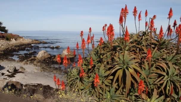 Felsige Küste Monterey Bay — Stockvideo