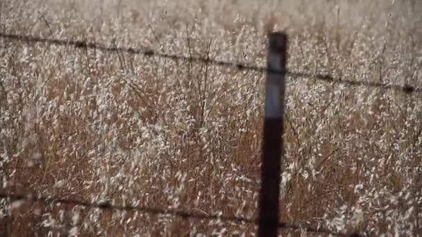 Clôture en fil de fer barbelé avec des herbes dorées 