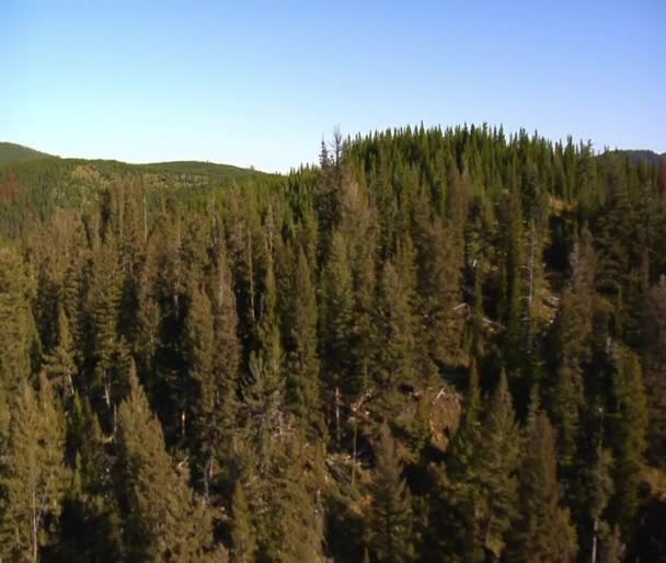 Tiro aéreo de floresta e montanhas com árvores mortas — Vídeo de Stock