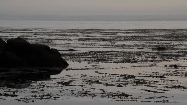 Kelp säng på monterey bay — Stockvideo