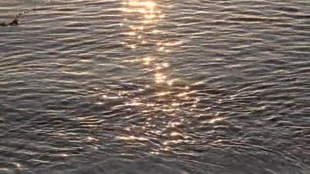 Eau de mer pétillante avec varech 