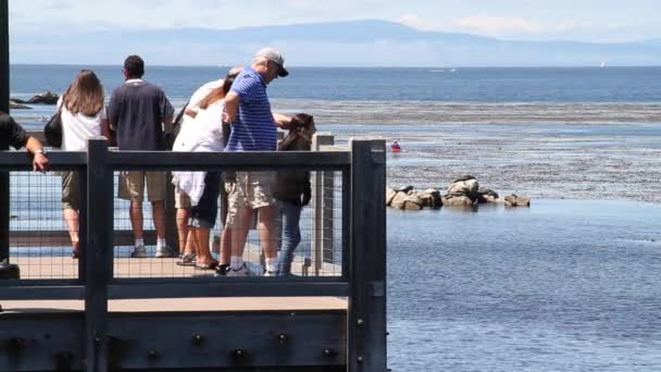 家庭站立在海洋码头 — 图库视频影像