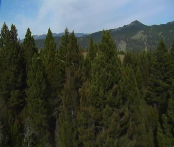 Vue aérienne de Green Valley et de la forêt avec des hélicoptères ombre — Video