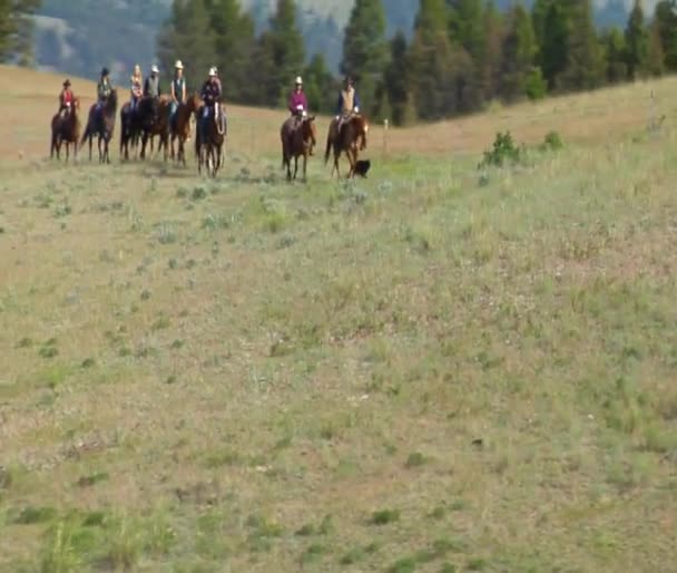 Prise de vue aérienne de cow-boys au sommet d'une montagne — Video