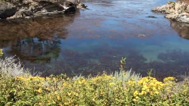 Point lobos state park kalifornien — Stockvideo