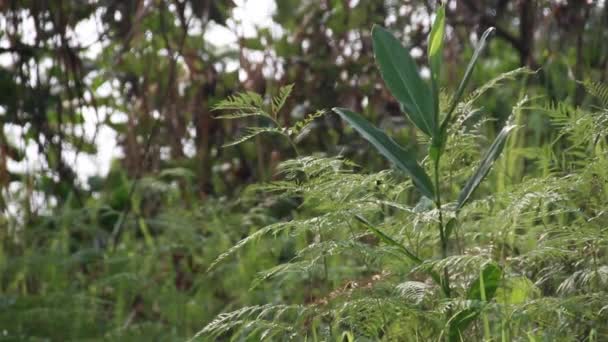 Dżungli Afrykańskiej rośliny w szafie ostrości — Wideo stockowe