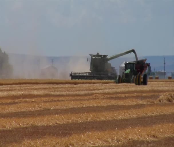 Combine descargas de trigo para trator — Vídeo de Stock