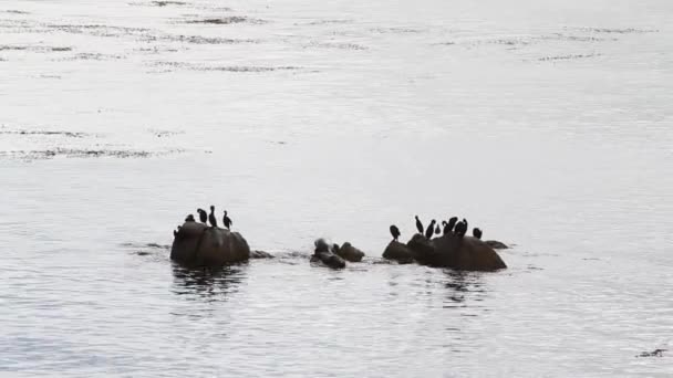 Los cormoranes se sientan en las rocas en Monterey Bay — Vídeo de stock