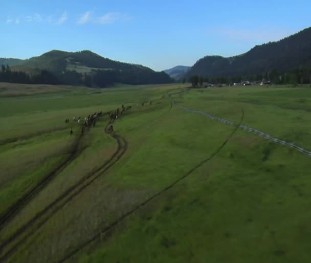 Φάρος των άλογα που τρέχουν σε καταπράσινη κοιλάδα — Αρχείο Βίντεο