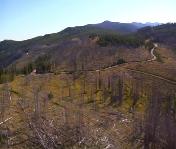 Tembakan udara dari hutan dan pegunungan dengan pohon mati — Stok Video