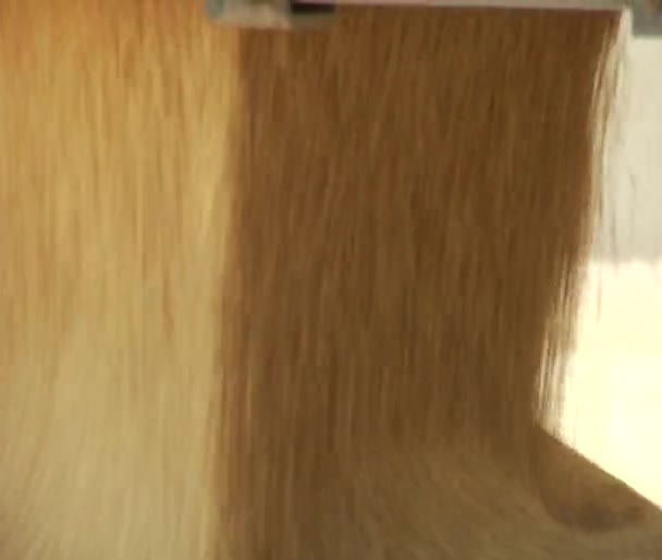Wheat and grain flows into storage container — Stock Video