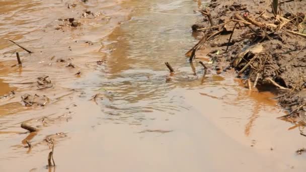 Водомерки на грязной воде — стоковое видео