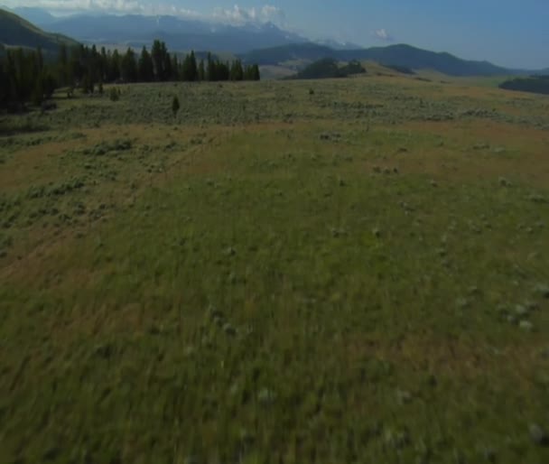 Vue aérienne de la vallée avec lacs et bétail — Video
