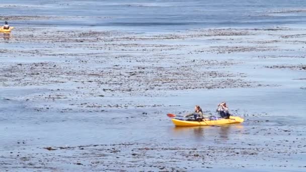 Kayakers explorar a área perto de uma cama de algas — Vídeo de Stock