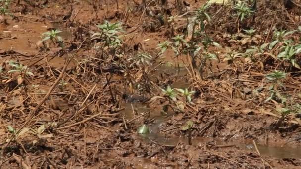 Plants grow in swamp and mud — Stock Video