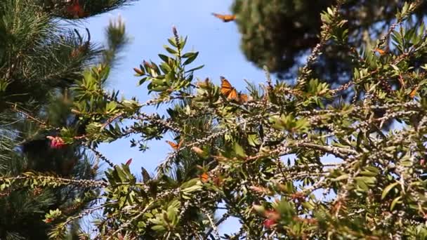 Borboletas monarca em pinheiros — Vídeo de Stock