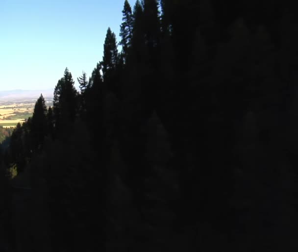 森林に覆われた峡谷の空中ショット — ストック動画
