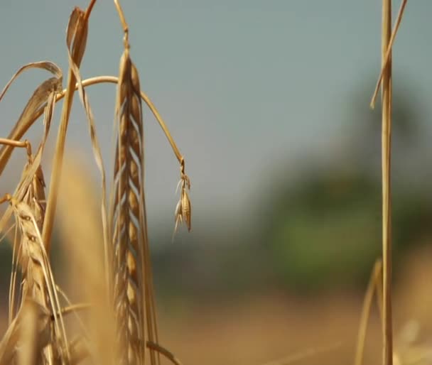 Wheat stalk to combine rack focus — Stock Video