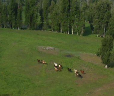 Atların yeşil vadide koşu havadan çekim